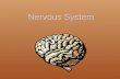 Nervous System. Parts of the Nervous System Brain Spinal Cord Nerves.