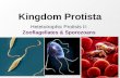 Kingdom Protista Hetetotrophic Protists II: Zooflagellates & Sporozoans.