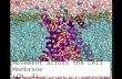 2007-2008 Movement across the Cell Membrane (Ch. 7)