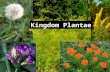 Kingdom Plantae. Characteristics of plants All Plants: Eukaryotic Multicellular Autotrophic Used for Classification: Pigments: chlorophyll, carotenoids,