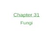Chapter 31 Fungi. Characteristics eukaryotic mostly multicellular, yeasts unicellular no locomotion sexual & asexual reproduction in most heterotrophic.