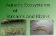 Aquatic Ecosystems of Streams and Rivers. I. Life in the Streams A.Plants and animals living in the fast moving water of streams and rivers have developed.