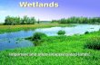 Wetlands Important and often unappreciated lands..