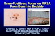 Gram-Positives: Focus on MRSA From Bench to Bedside Andrew E. Simor, MD, FRCPC, FACP Sunnybrook Health Sciences Centre University of Toronto.