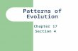 Patterns of Evolution Chapter 17 Section 4. Macroevolution/Microevolution family large long Macroevolution- One genus or family evolves into another….due.