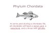 Phylum Chordata At some point during a chordates life, all chordates will have a nerve cord, a notochord, and a throat with gill slits.