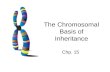 The Chromosomal Basis of Inheritance Chp. 15. Genes are located on… CHROMOSOMES!