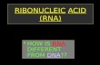RIBONUCLEIC ACID (RNA) HOW IS RNA DIFFERENT FROM DNA??HOW IS RNA DIFFERENT FROM DNA??