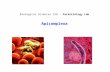 Biological Sciences 318 - Parasitology Lab Apicomplexa.