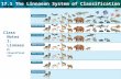 17.1 The Linnaean System of Classification Class Notes 1: Linnaean Classification.
