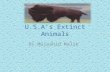 U.S.A’s Extinct Animals By Mujaahid Malik. American lion Kingdom: Animalia Phylum: Chordata Class: Mammalia Order: Carnivora Family: Felidae Genus: Panthera.