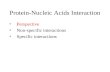 Protein-Nucleic Acids Interaction Perspective Non-specific interactions Specific interactions.