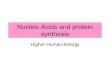 Nucleic Acids and protein synthesis Higher Human Biology.