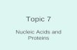 Topic 7 Nucleic Acids and Proteins. DNA Structure.