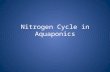 Nitrogen Cycle in Aquaponics. Nitrogen cycle Nitrogen is a fundamental element that is necessary for all forms of life on Earth. Nitrogen is an important.