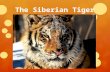 The Siberian Tiger. Facts about the Siberian tiger They are the only cats that are not afraid to go fully underwater They have the largest teeth in the