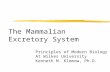 The Mammalian Excretory System Principles of Modern Biology II At Wilkes University Kenneth M. Klemow, Ph.D.