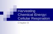 Harvesting Chemical Energy: Cellular Respiration Chapter 8.