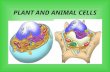 PLANT AND ANIMAL CELLS. Cell Theory: All organisms are made up of one or more cells. The cell is the basic unit of organization of all organisms. All.