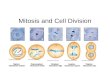 Mitosis and Cell Division. Mitosis Cells divide to make more cells. -this allows organisms to grow, develop, maintain and repair themselves Mitosis is.