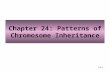 24-1 Chapter 24: Patterns of Chromosome Inheritance.