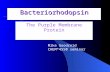 Bacteriorhodopsin The Purple Membrane Protein Mike Goodreid CHEM*4550 seminar.