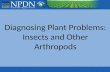 Diagnosing Plant Problems: Insects and Other Arthropods.