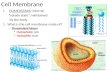 Cell Membrane I.HOMEOSTASIS: internal “steady state” maintained by the body 1. What is the cell membrane made of? – Phospholipid bilayer Hydrophobic tails.