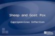 Sheep and Goat Pox Capripoxvirus Infection. Overview Organism Economic Impact Epidemiology Transmission Clinical Signs Diagnosis and Treatment Prevention.