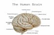 The Human Brain. Human vs. Sheep Brains Human BrainSheep Brain.