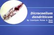Dicrocoelium dendriticum By Carolynn Peter & Ryan Hamm.