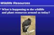 Wildlife Resources  What is happening to the wildlife and plant resources around us today?  What is happening to the wildlife and plant resources around.