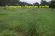 Vaseygrass – Paspalum urvellei. Nutsedge – Cyperus sp.