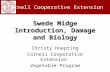 Swede Midge Introduction, Damage and Biology Cornell Cooperative Extension Christy Hoepting Cornell Cooperative Extension Vegetable Program.
