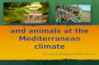 Adaptation of plants and animals at the Mediterranean climate By Lucas Echegaray & Mateo Sánchez.