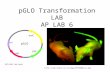 pGLO Transformation LAB AP LAB 6 20mice.jpg BIO-RAD lab book pGLO ori bla GFP araC.