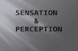 Sensation  Detection of external stimuli  Response to the stimuli  Transmission of the response to the brain  Perception  Processing, organizing.