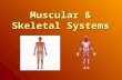 Muscular & Skeletal Systems. Muscular System Muscles are the organs that move body parts. Bones and joints have no power to move on their own. More than.