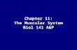 Chapter 11: The Muscular System Biol 141 A&P. The Muscular System Consists only of skeletal muscles How are fascicles arranged in the various types of.