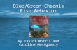Blue/Green Chromis Fish Behavior By Taylor Morris and Caroline Montgomery.