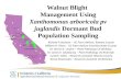 Walnut Blight Management Using Xanthomonas arboricola pv juglandis Dormant Bud Population Sampling Richard P. Buchner – UC Farm Advisor, Tehama County.