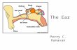The Ear Perry C. Hanavan. Outer Ear Peripheral –Outer ear –Middle ear –Inner ear –Auditory nerve Central –Brainstem –Midbrain –Cerebral.