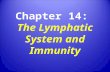 Chapter 14: The Lymphatic System and Immunity. Functions of The Lymphatic System Produce, maintain, and distribute lymphocytes Return fluid and solutes.