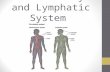 Circulatory and Lymphatic System. Contributions of the Circulatory System *Nutritive: provides cells with food (nutrients) *Excretory: provides for elimination.