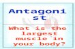Antagonist What is the largest muscle in your body?