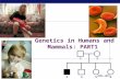 AP Biology 2006-2007 Genetics in Humans and Mammals: PART1 12 3456.