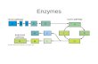 Enzymes Enzymes are usually proteins which act as biological catalysts for metabolic reactions Enzymes enhance the rate at which the chemical reactions.
