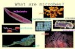 What are microbes? algae bacteria cyanobacteria protozoa mold yeast helminths viruses.