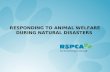 RESPONDING TO ANIMAL WELFARE DURING NATURAL DISASTERS.