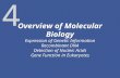 4 Overview of Molecular Biology Expression of Genetic Information Recombinant DNA Detection of Nucleic Acids Gene Function in Eukaryotes.